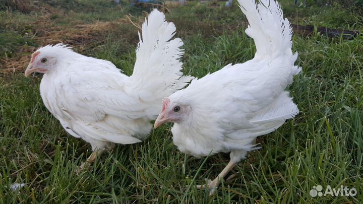 Живая птица. Семейная ферма Раковских