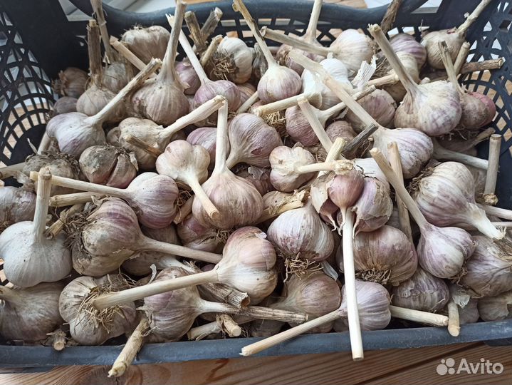 Чеснок