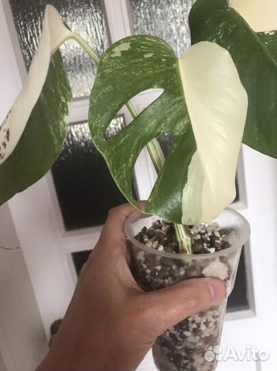 Монстера Альба