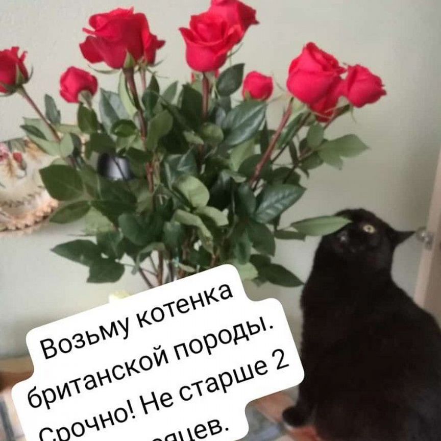 Возьму котенка британской породы