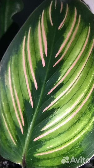 Калатея орната сандериана