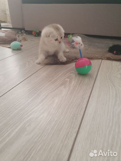 Шотландский вислоухий котенок шиншилла