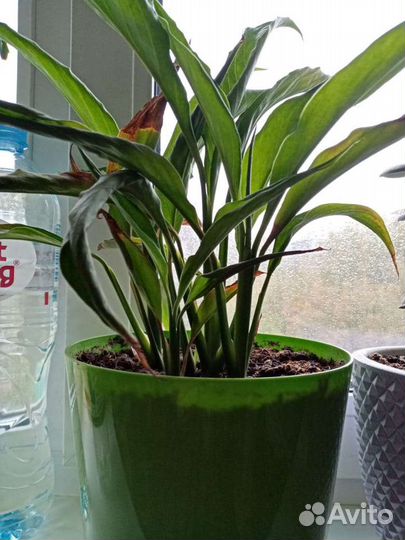 Спатифиллум и денежное дерево