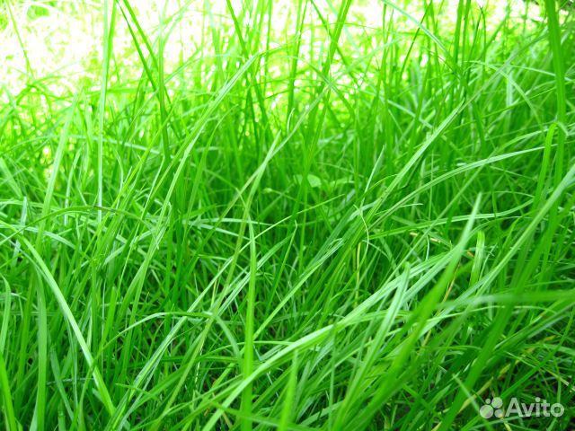 Семена многолетних трав и травосмеси