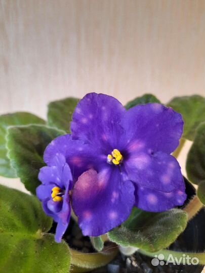 Детки сортовых фиалок -1