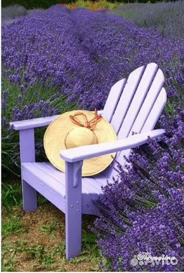 Лаванда синева