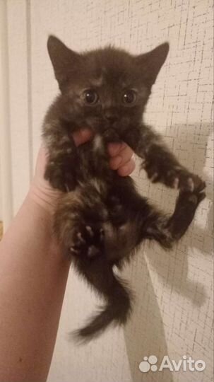 Отдам бесплатно