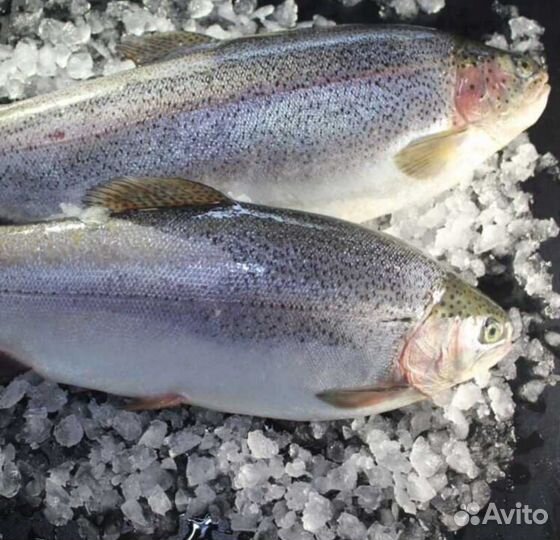 Форель из Карелии нпсг в Химках