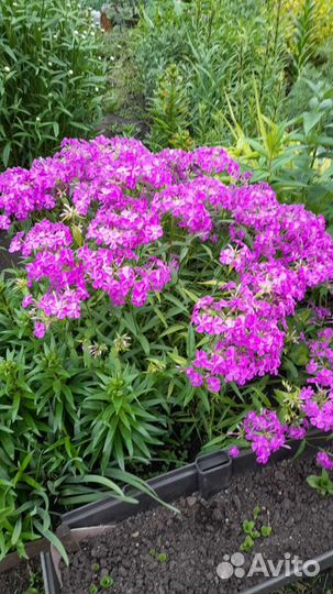 Многолетние цветы