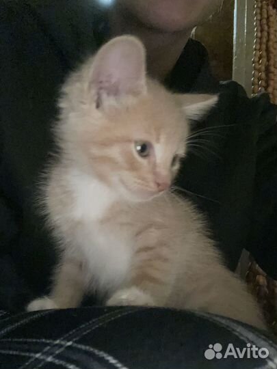 Котята ищут дом