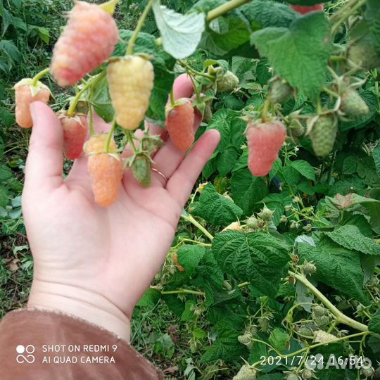 Саженцы ремонтантной малины и рассада клубники