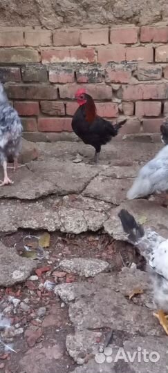 Карликовые петушки