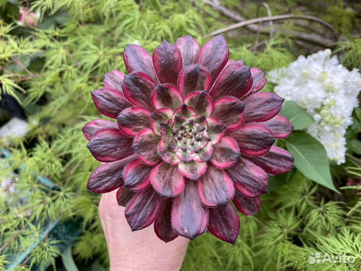 Эониумы вариегатные