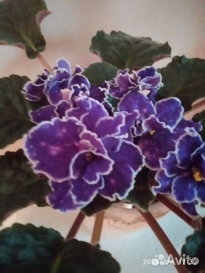 Сортовые фиалки