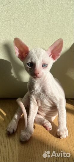Кошка корниш рекс
