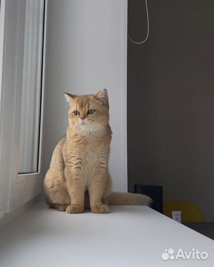 Кот вязка шотландская золотая шиншилла
