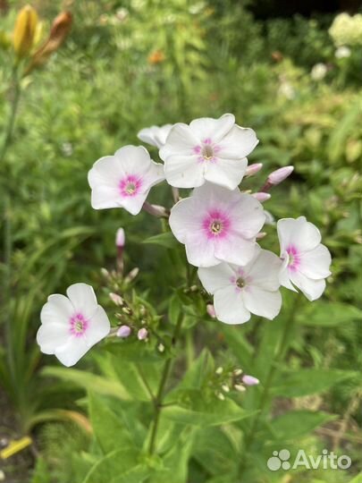 Флокс метельчатый