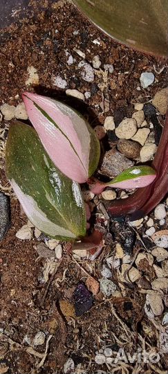 Комнатные растения: филодендрон сингониум монстера