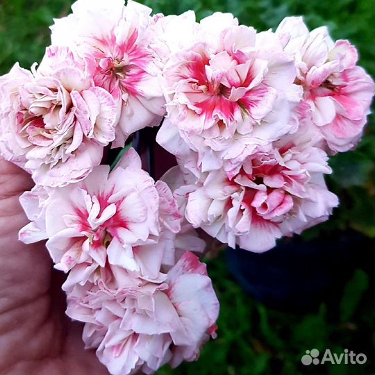 Пеларгония герань сортовая