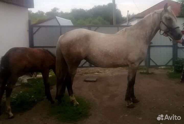 Орловская кобыла с жеребенком