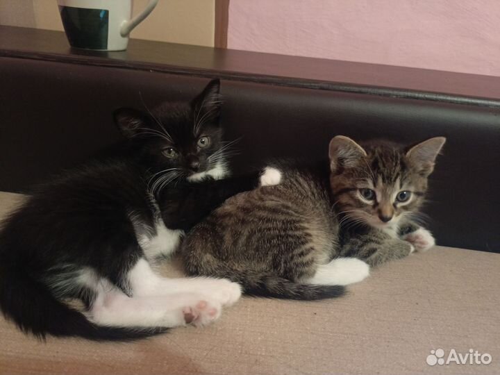 Котята отдам только в ответственные руки