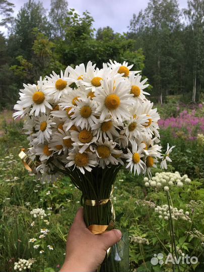 Ромашки цветы