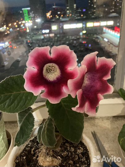 Молочай, каланхоэ, глоксиния, декабрист