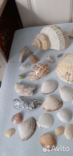 Ракушки для поделок