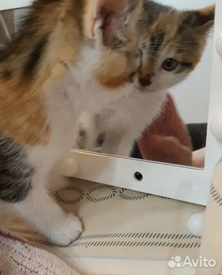 Котенок в добрые руки