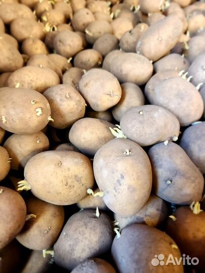Продам картофель домашний