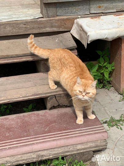 Экзотическая кошка