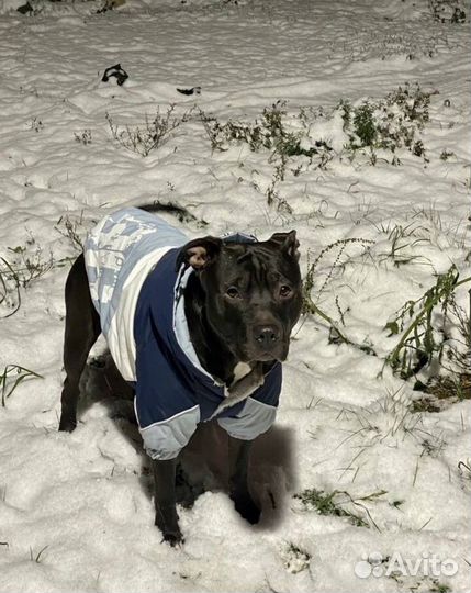 Щенки питбуля