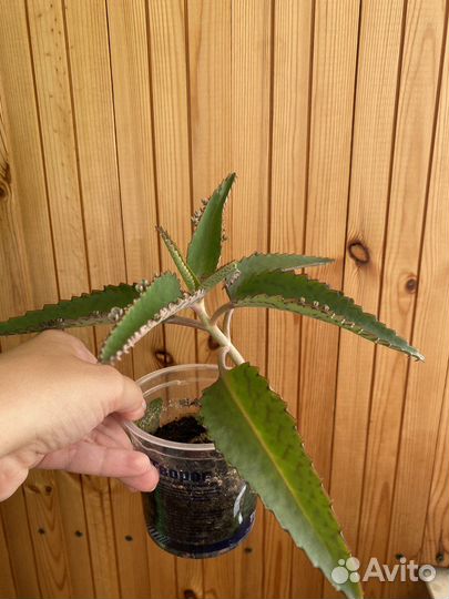 Каланхоэ лечебное