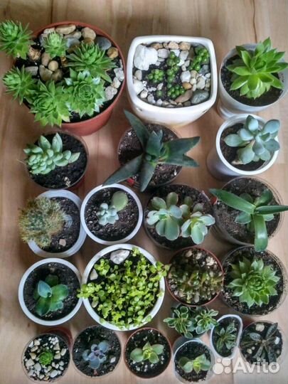 Суккуленты и кактусы