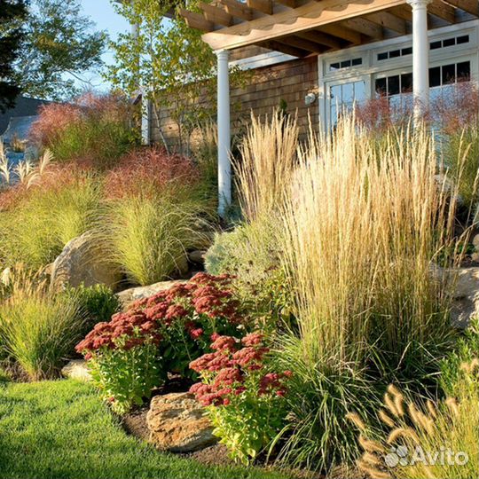 Злаки - вейник, щучка, молиния, просо