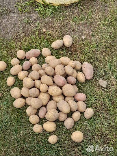 Продам картофель