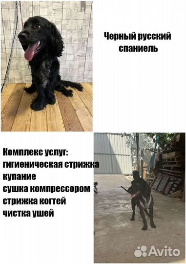 Услуги грумера
