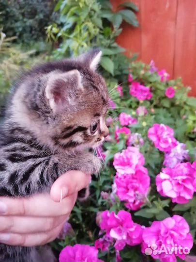 Котята