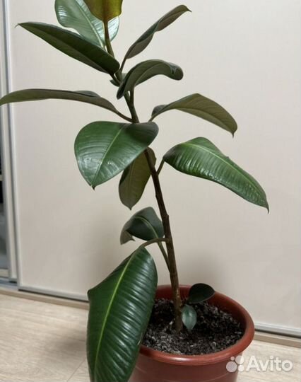 Фикус каучуконосный