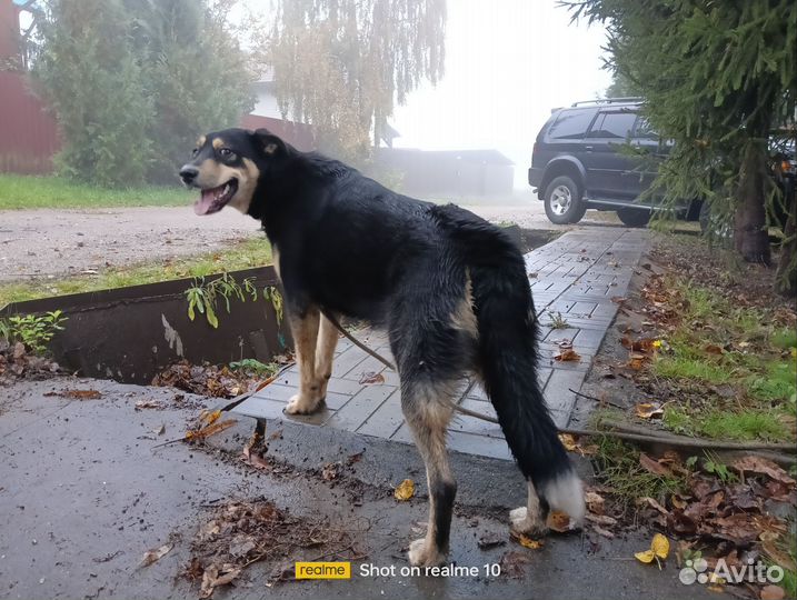 Собачка в добрые руки