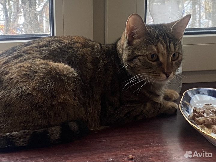 Кошечка в добрые руки