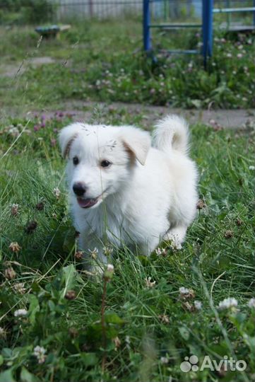 Бесплатно щенок