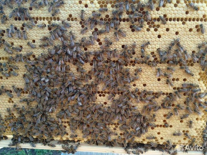 Пчелосемьи с ульями готовые к зимовке