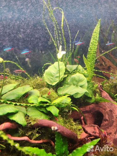 Аквариумные растения