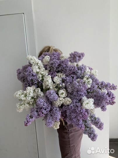 Сезонная сирень