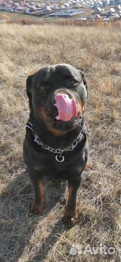 Вязка ротвейлера