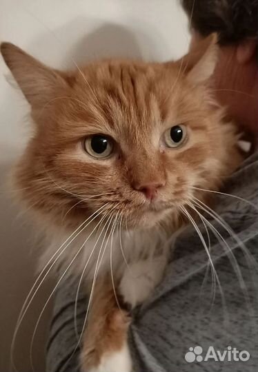 Котик в добрые руки