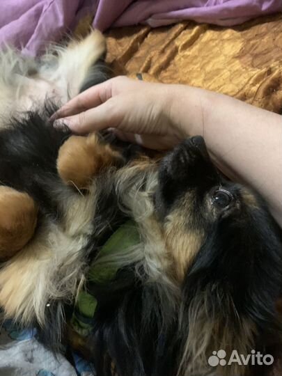 Русский той-терьер длинношерстный