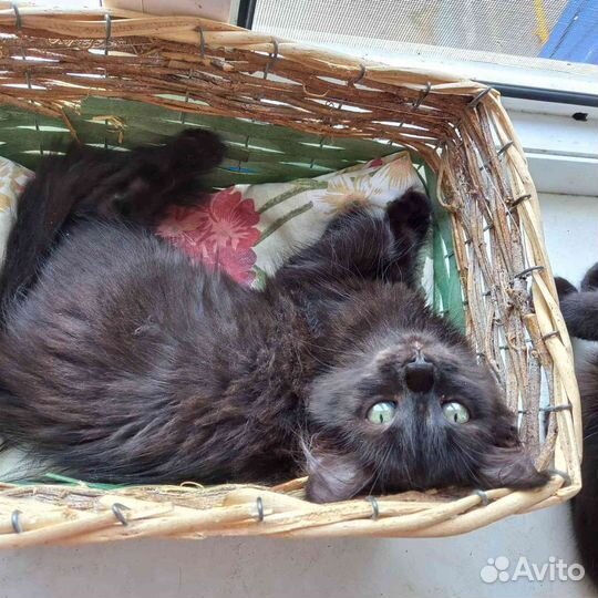 Кошка стерилизованная