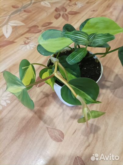 Филодендрон